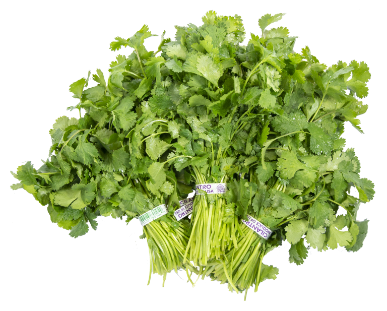 Cilantro Green Light Fresh Produce