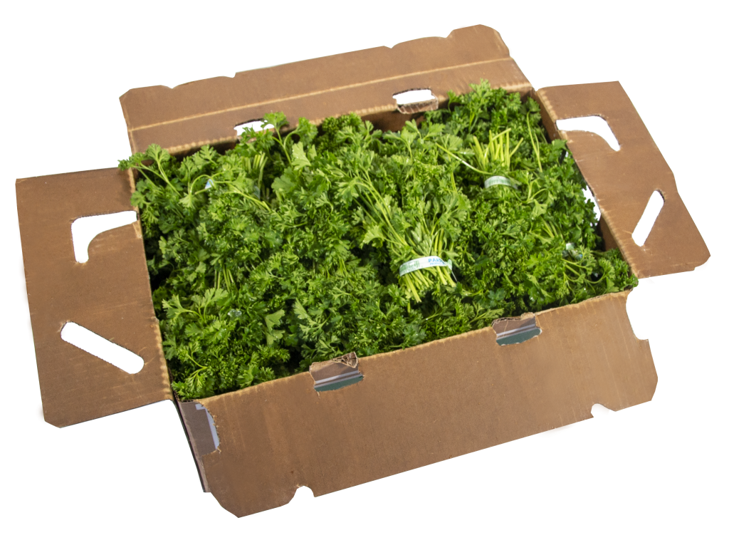 Curly Parsley Green Light Fresh Produce