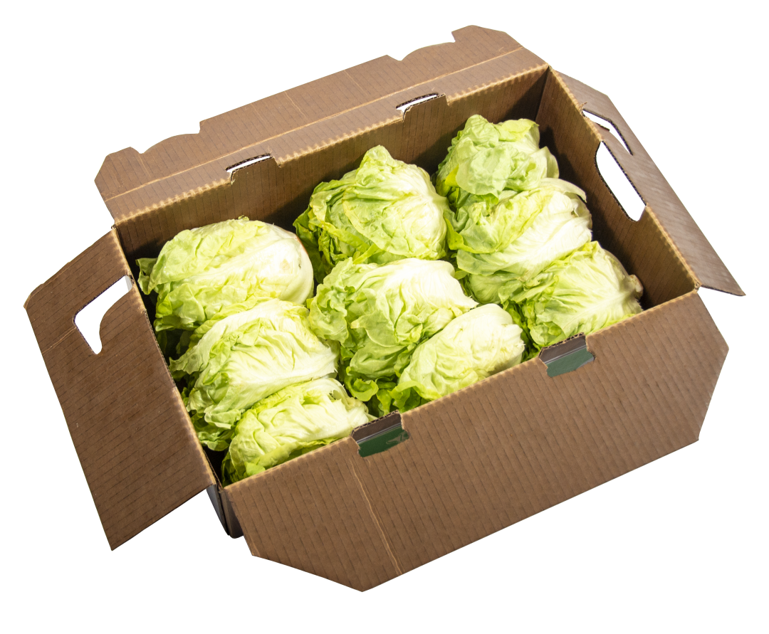 Butter Lettuce Green Light Fresh Produce